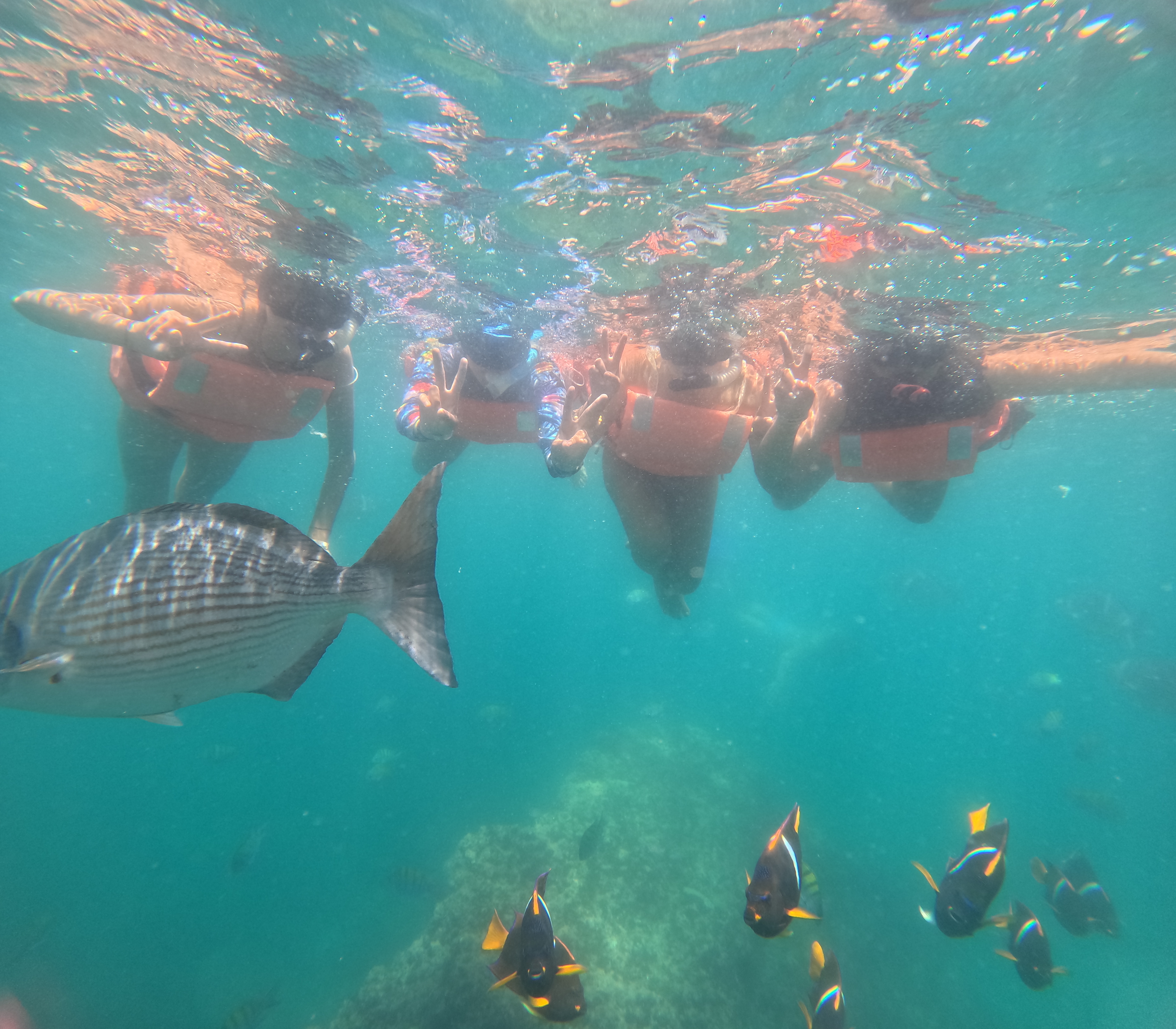 Snorkel