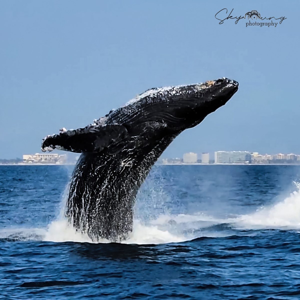 Screenshot_20250222_185314_Photos-gigapixel-high fidelity v2-2x